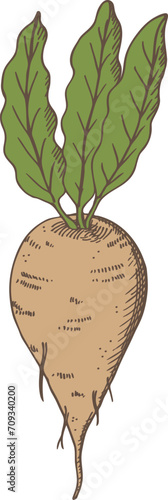 Sugar beet hand drawn engraved sketch vector illustration with sweet root plants sugar vegetables for print, logo, card, design template, label. Agriculture healthy food, ingredient, beetroot harvest