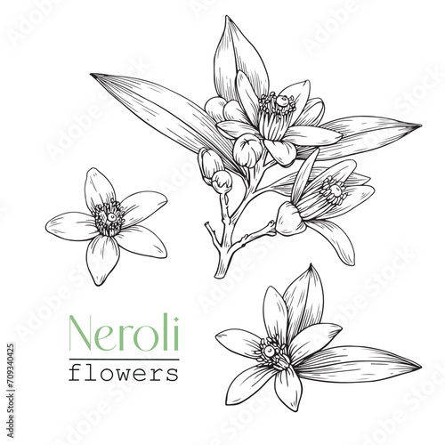 Set Blooming twig and flowers Neroli. Citrus flowers branch. Hand drawn vector botanical illustration. Cosmetic, perfumery  medicinal plant.
