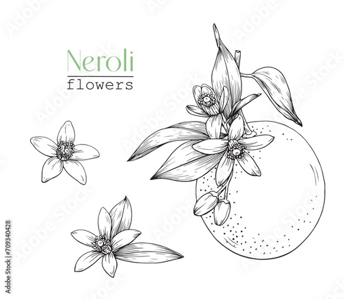 Set Blooming twig orange and flowers Neroli. Citrus flowers branch. Hand drawn vector botanical illustration. Cosmetic, perfumery medicinal plant