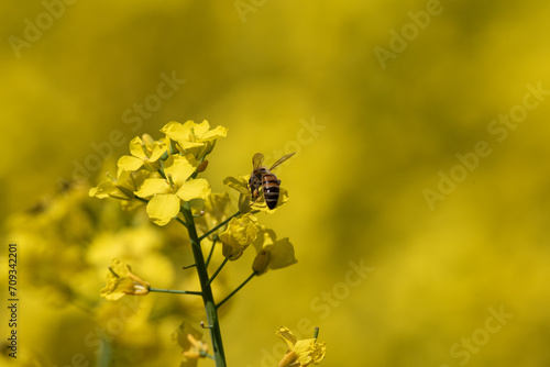 Close-Up of a Bee Pollinating Vibrant Yellow Rapeseed Flowers on a Sunny Day © PhotoRK