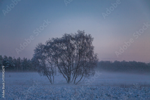 trees in the snow