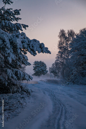 winter landscape with snow covered trees
