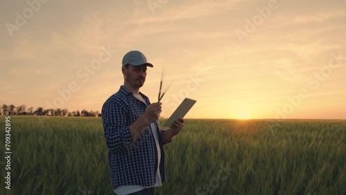 Farmer inspects wheat using tablet. Agriculture concept. Business owner walks across field with tablet in hand. Modern digital technologies in business agriculture. Digital farming
