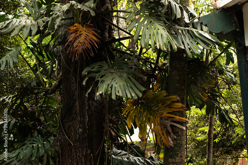 Parque Natural  sendero en la  naturaleza  plantas y flores