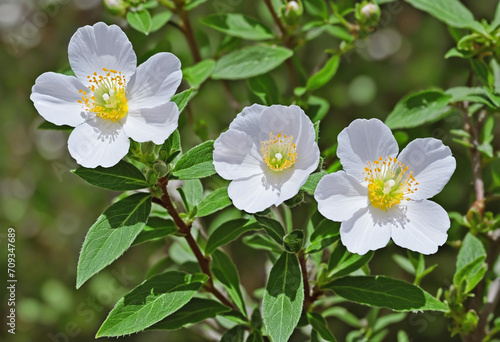 Macro shot of a white rockrose flower from Cistus salviifolius.