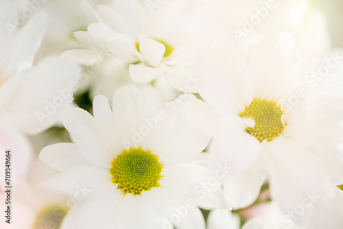 Macro photo of white chrysanthemums with highlights and gradient. A postcard for any occasion  mother s day  wedding  birthday  banner with space for text and advertising. Beautiful white flowers