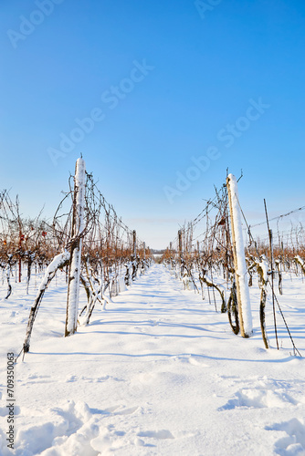 A vineyard covered in snow on a sunny winter day