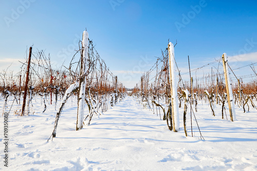 Snowy rows of vineyards on a sunny winter day