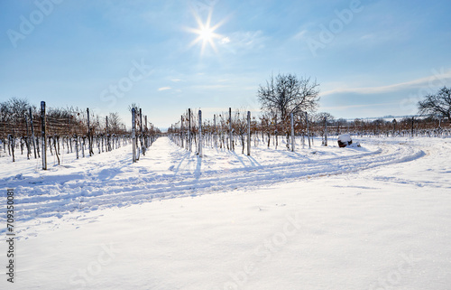 Snow covered vineyard rows with a path around on a sunny winter day