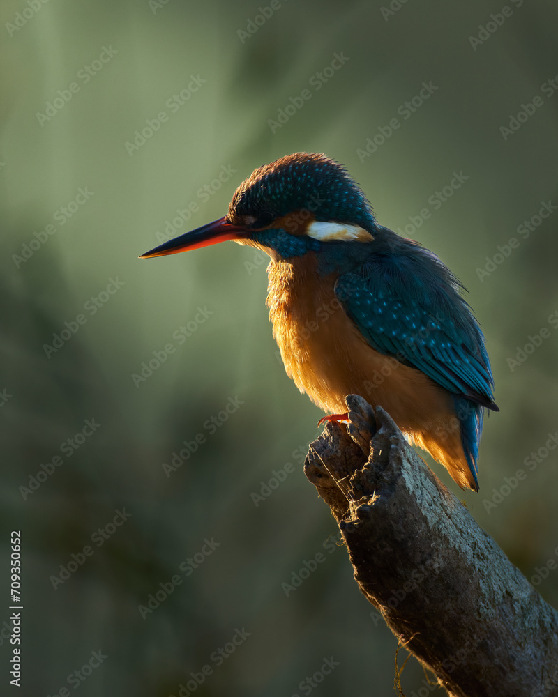 Fototapeta premium kingfisher on a branch