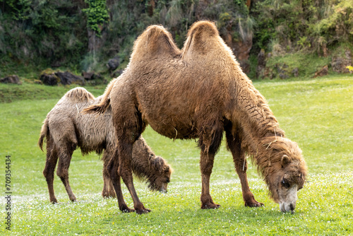 Mother and camel calf grazing in the grass