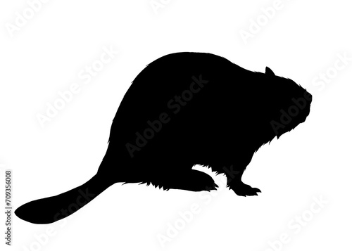 Silhouette of beaver isolated on white background 