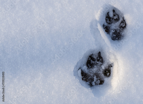 Close-up of canine paw prints that are frozen in the snow  on a cold day in january.