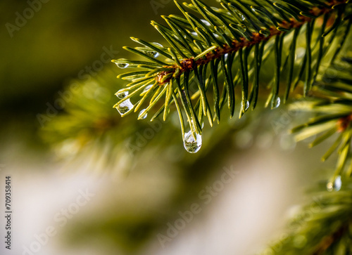 Close-up of a water drop that is hanging from a pine tree branch on a warm day in January with a blurred background.