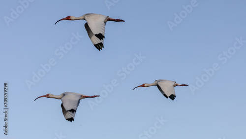 birds in flight