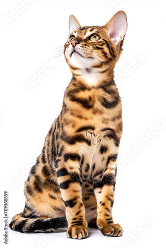 Bengal cat isolated on white background