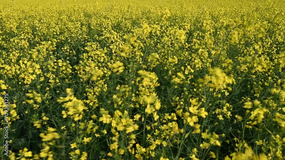 Close-up of bright yellow canola flowers that are moving quickly as the result of a strong wind. Only the middle portion of the frame is in focus.
Close-up of bright yellow canola flowers that are moving quickly as the result of a strong wind. Only the middle portion of the frame is in focus.