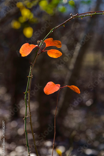 A small Bradford pear tree in a woodland showing off its autumnal beauty while a briar vine uses its tendrils to suppport itself on the small tree. photo