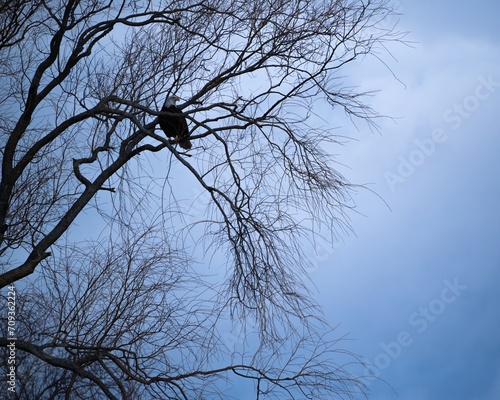 eagle on a tree
