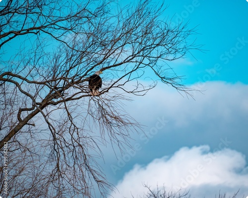 raven on tree