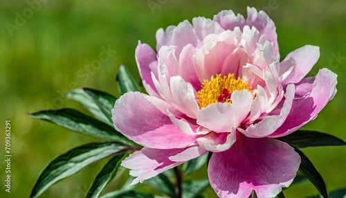 pink peony flower on background with clipping path closeup for design background nature