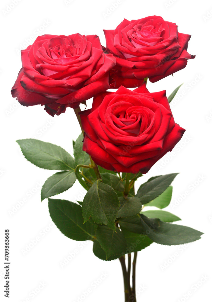 Bouquet of red roses isolated on white background Bouquet of red roses isolated on white background