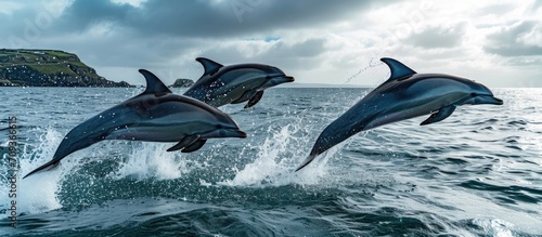 Dolphins jumping near Isles of Scilly, UK. © AkuAku
