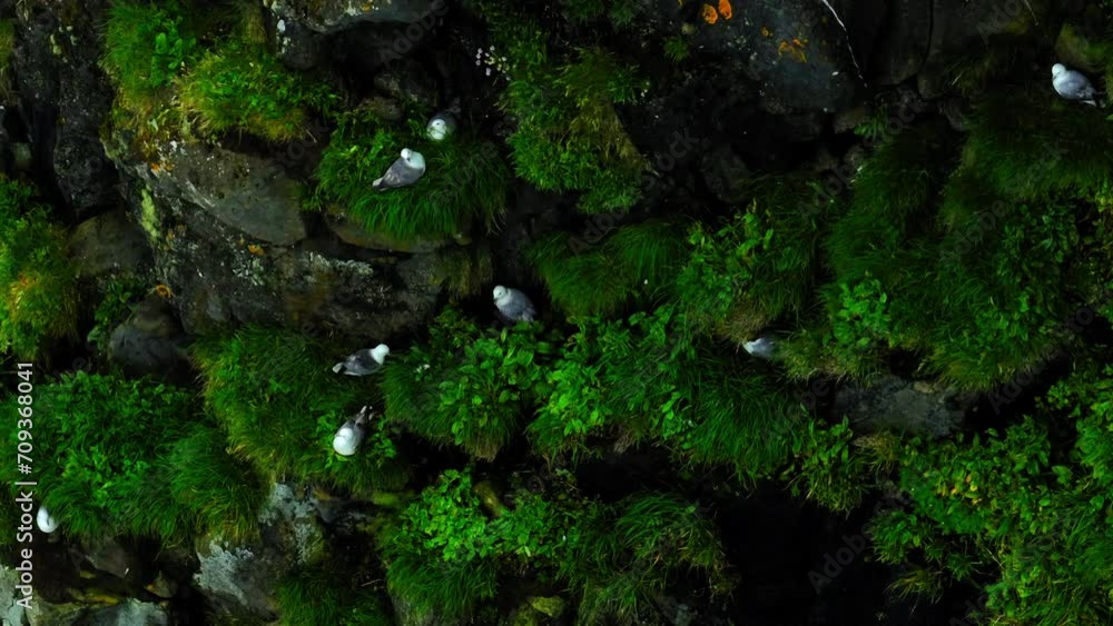 Aerial: Drone Panning Shot Of Birds Sitting On Green Plants Over Rock Formation - Faroe Islands, Denmark Aerial: Drone Panning Shot Of Birds Sitting On Green Plants Over Rock Formation - Faroe Islands, Denmark