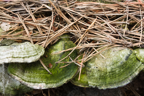 bracket fungi with fallen conifer needles