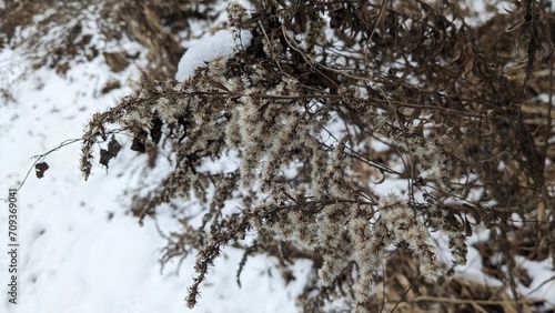 Wallpaper Mural Top down view of dried goldenrod (Genus Solidago) stems and seeds in a snowy field.  Torontodigital.ca