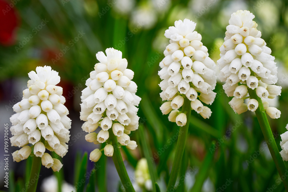 Muscari aucheri White magic ( Grape Hyacinth ). Spring flowers Muscari aucheri White magic ( Grape Hyacinth ). Spring flowers