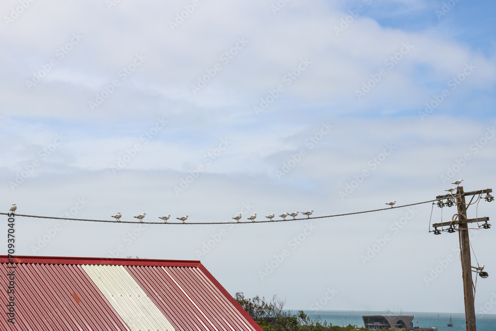 seagulls on electricity line at seaside against sky