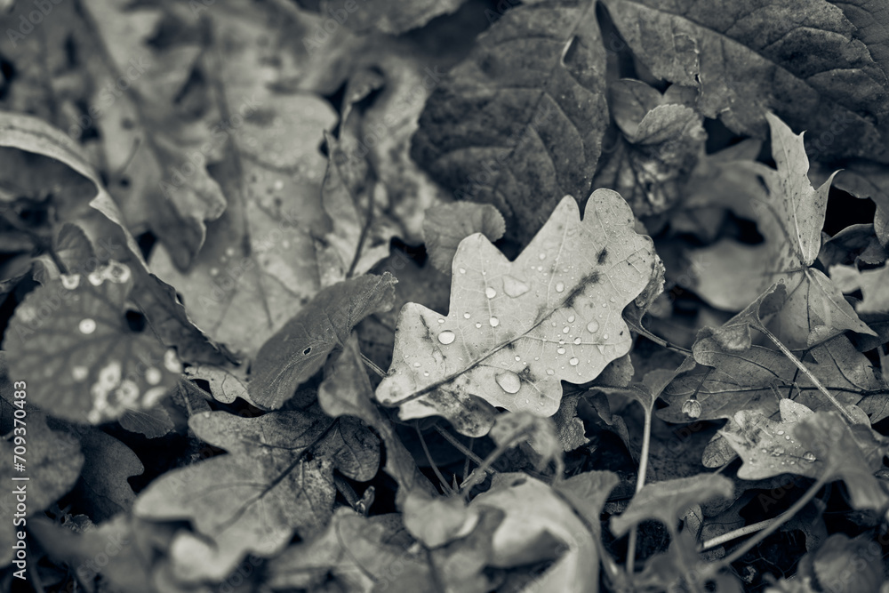 Monochrome close-up captures autumn leaves scattered densely on ground. Visible droplets adorn wet surfaces, highlighting intricate textures. Scene evokes serene mood typical of fall season