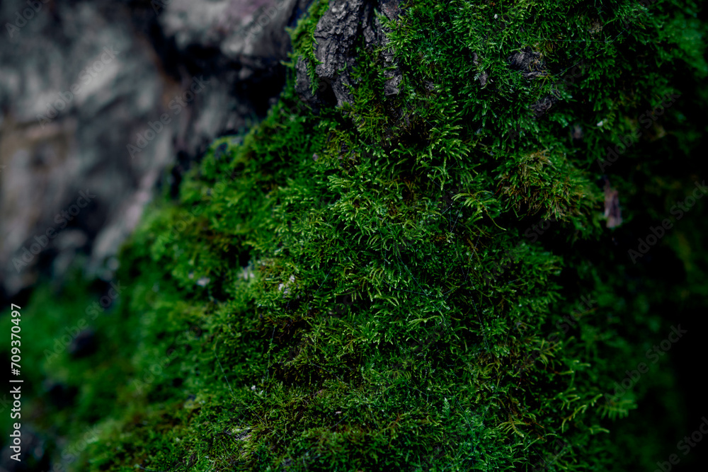 Fototapeta premium Closeup green moss, intricate textures. Dense, lush growth evokes freshness, organic beauty. Natural lighting enhances contrast between dark, light hues.
