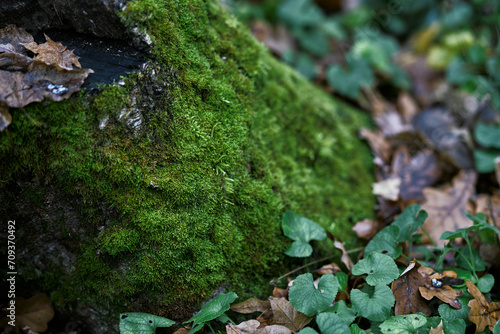 green moss covers rock in a serene woodland setting. Decayed leaves scatter around, adding an earthy feel. Ivy and other small plants surround the area, reflecting an undisturbed natural environment