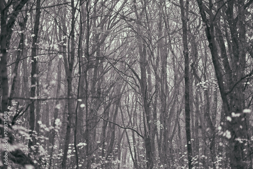 Misty forest wilderness monochromatic tones. Dense trees, fallen leaves, small plants cover ground. Fog permeates scene, mysterious, eerie atmosphere. evoking sense of solitude, quietness