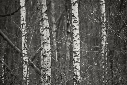 Monochrome photograph captures serene forest scene, highlighting tall, slender birch trees. Distinct white bark, dark spots, intricate network of thin branches contribute tranquil woodland atmosphere