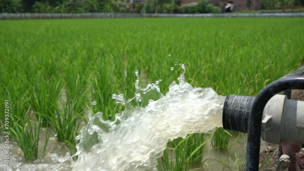 Irrigation of rice fields using pump wells with the technique of ...