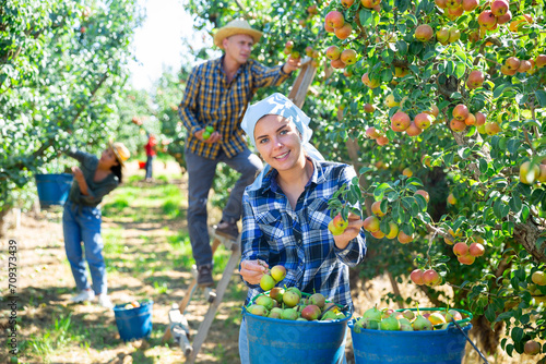 Beatiful girl farmer engaged in picking of pears in orchard, laying harvested fruits in buckets