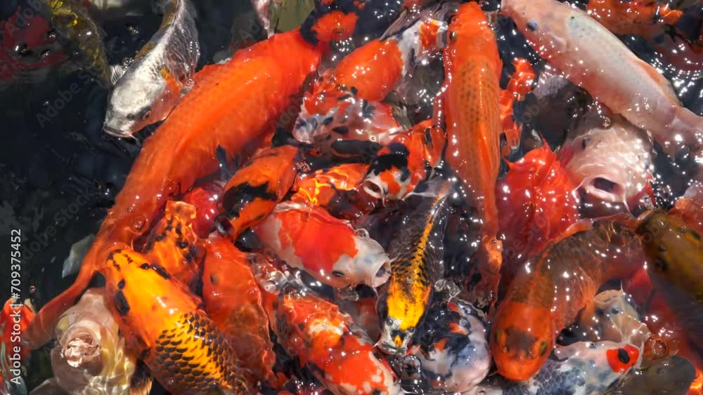 Goldfish and koi in a pond with green water. Koi nishikigoi are colored varieties of the Amur carp (Cyprinus rubrofuscus) that are kept for decorative purposes in outdoor koi ponds or water gardens. Goldfish and koi in a pond with green water. Koi nishikigoi are colored varieties of the Amur carp (Cyprinus rubrofuscus) that are kept for decorative purposes in outdoor koi ponds or water gardens.