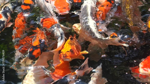 Goldfish and koi in a pond with green water. Koi nishikigoi are colored varieties of the Amur carp (Cyprinus rubrofuscus) that are kept for decorative purposes in outdoor koi ponds or water gardens. photo