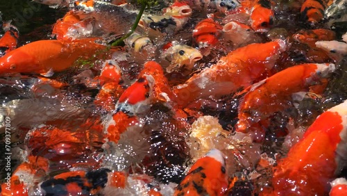 Goldfish and koi in a pond with green water. Koi nishikigoi are colored varieties of the Amur carp (Cyprinus rubrofuscus) that are kept for decorative purposes in outdoor koi ponds or water gardens. photo