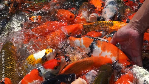 Goldfish and koi in a pond with green water. Koi nishikigoi are colored varieties of the Amur carp (Cyprinus rubrofuscus) that are kept for decorative purposes in outdoor koi ponds or water gardens.