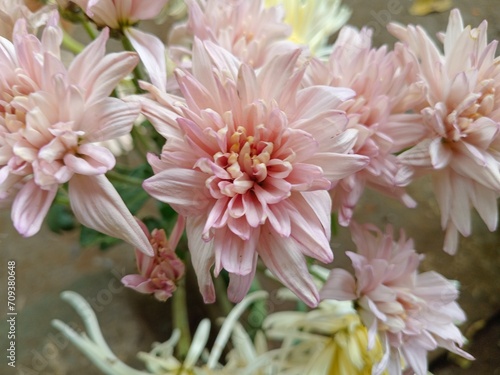 Hardy pink chrysanthemum flowers bloom in the garden