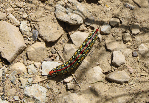Caterpillar In Wyoming photo