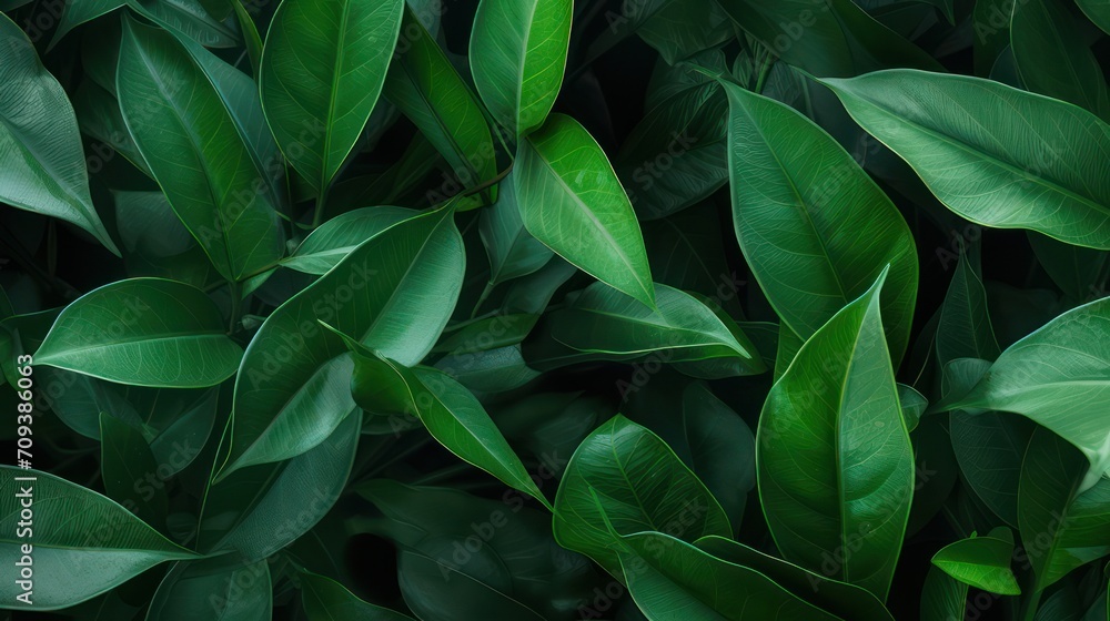 Wallpaper background of lush green leaves in a tropical rainforest, dark green lush foliage. Wallpaper background of lush green leaves in a tropical rainforest, dark green lush foliage.