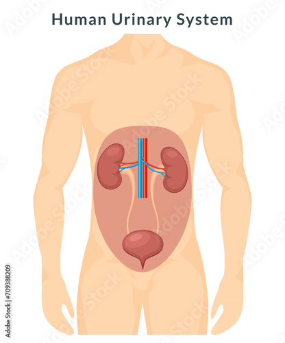 Urinary system anatomy urine. Human kidney body infographic. Medical internal urinary system vector banner.