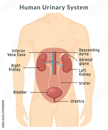 Urinary system anatomy urine. Human kidney body infographic. Medical internal urinary system vector banner.