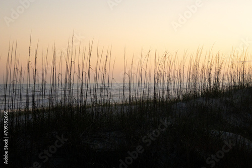 Sunset Through the Grass