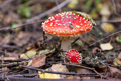 Red fly agaric mushroom against the autumn background in the forest
